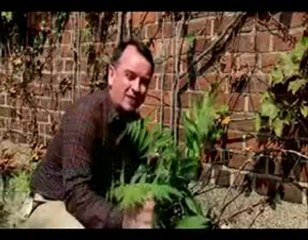 Insan Irkı olmasaydı neler olurdu - 2