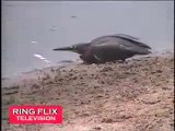 Kuşun inanılmaz balık avı