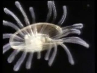 Okyanus Gezginleri 1-4