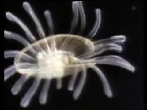 Okyanus Gezginleri 1-4