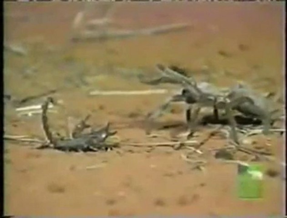 Tarantula Vs. Akrep