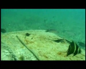 revised corporation trailer and excerpts