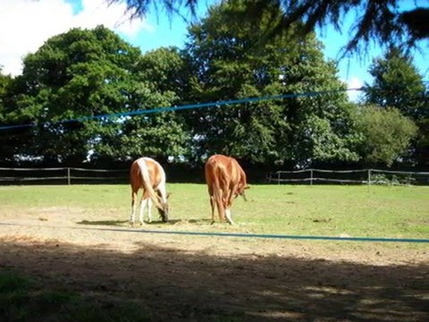 fete nationale du cheval...National Day of the Horse