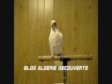 Un oiseau pas comme les autres, Tbol Ghaita Algerie