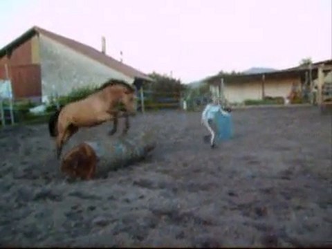1ère manche: saut du tronc d'arbre