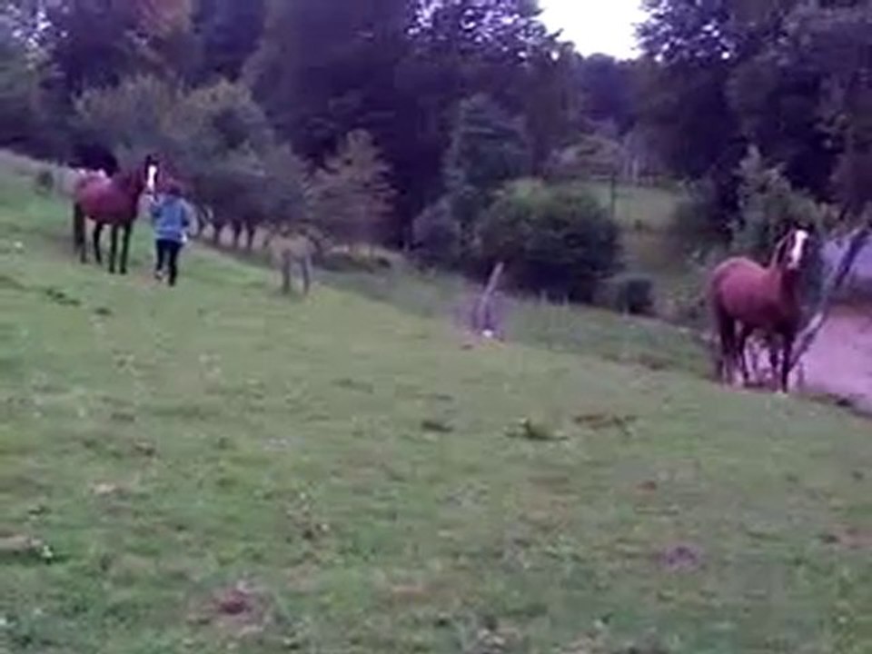 juments psar elevage beni sakr liberté