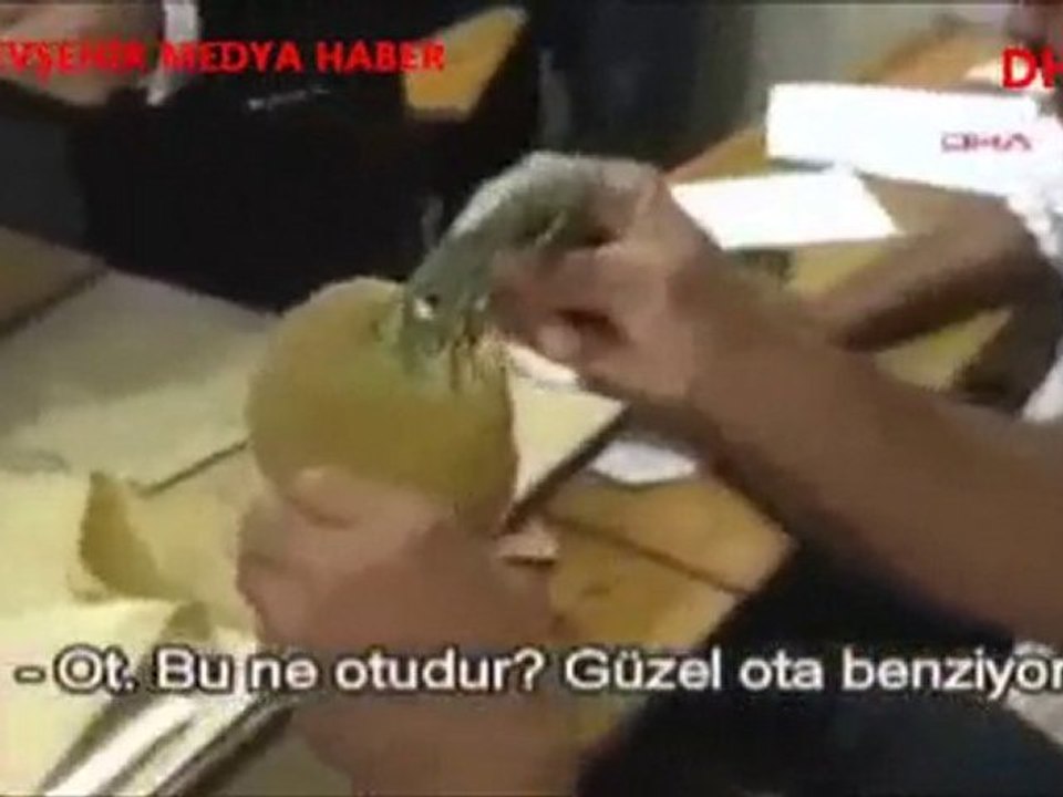 sandıktan ot çıktı