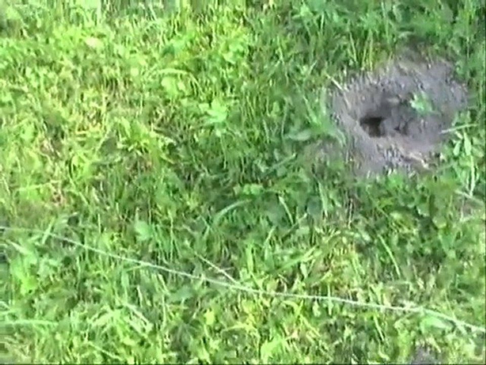 Elvi-Anzeigeverhalten-Konditionierung