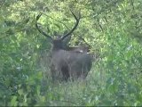 cerf en forêt de Mormal 2010