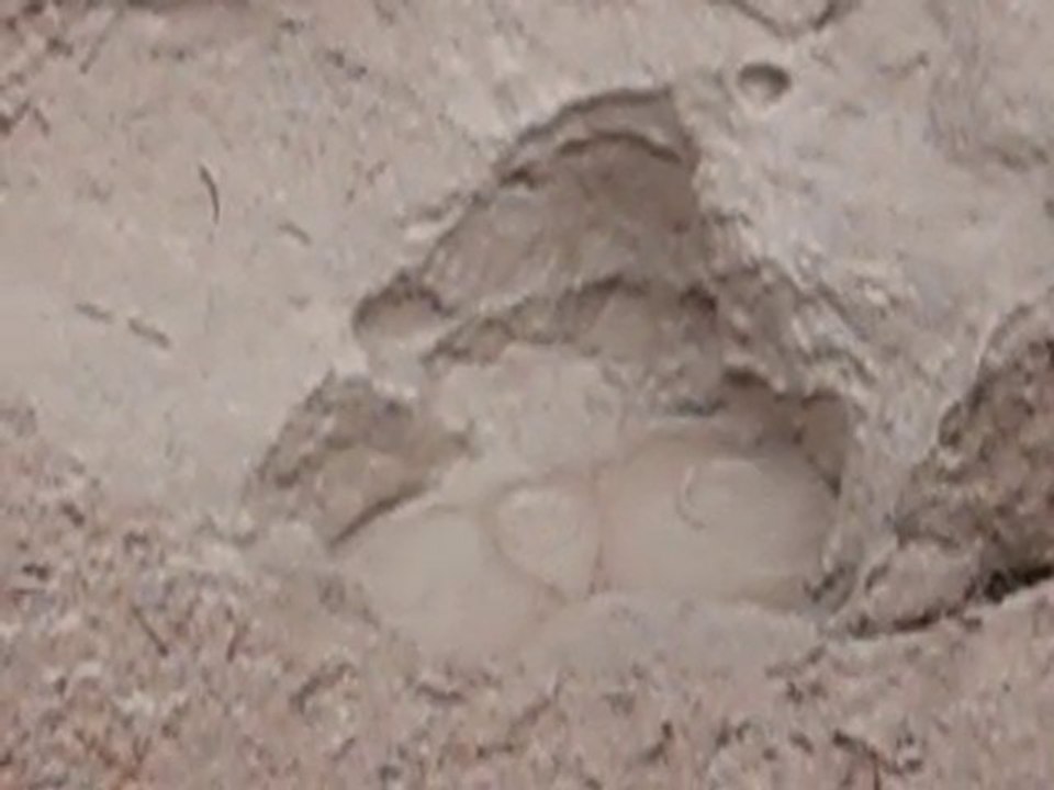 MVI_4313