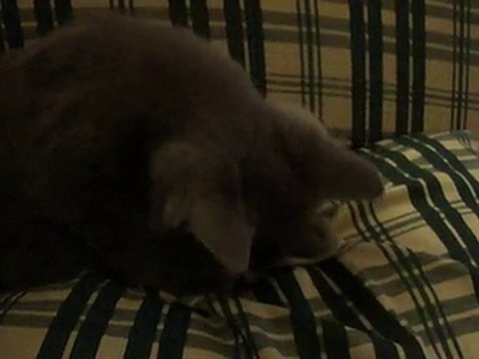 Chat qui mange une cigarette