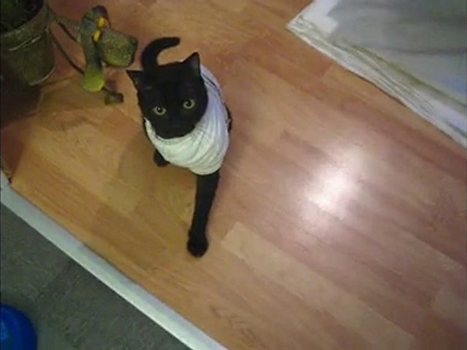 Elko  - câlin câlin