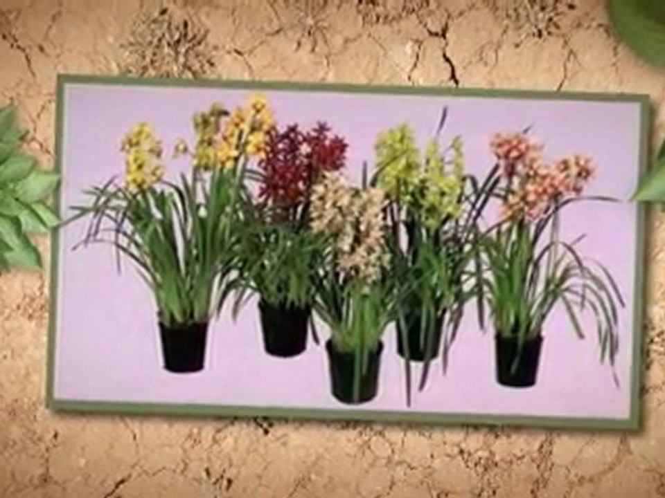 Orchid Type