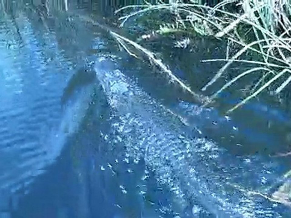 Aligator Everglades en airboat