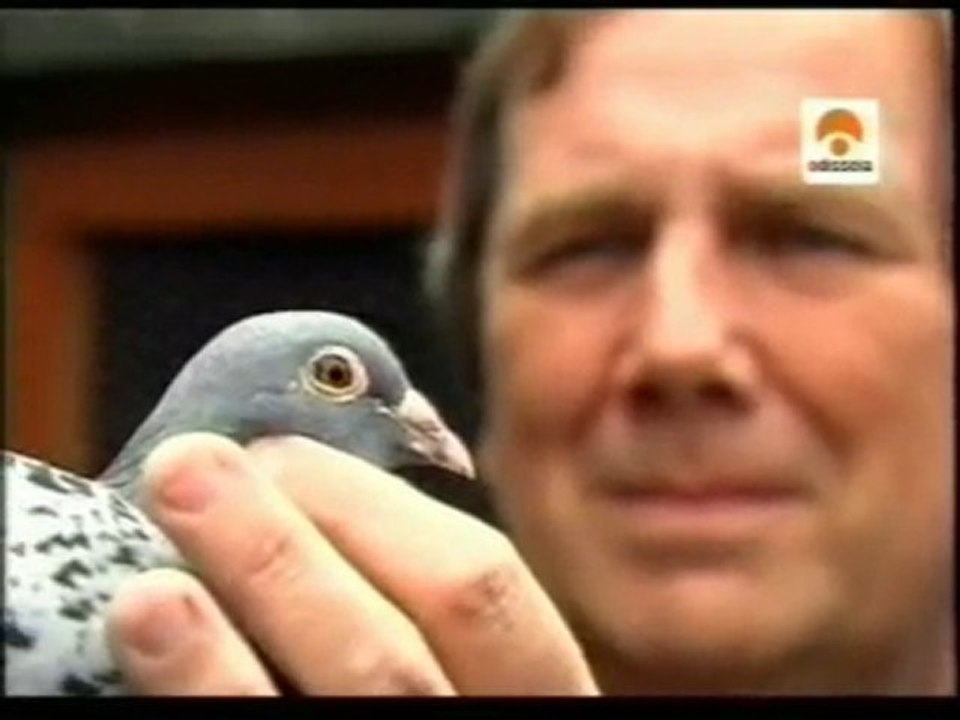 Orientacion espacial de las palomas