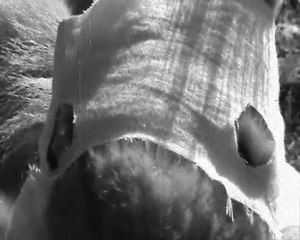 Teenage Fluffy Hero Squirrel - trailer