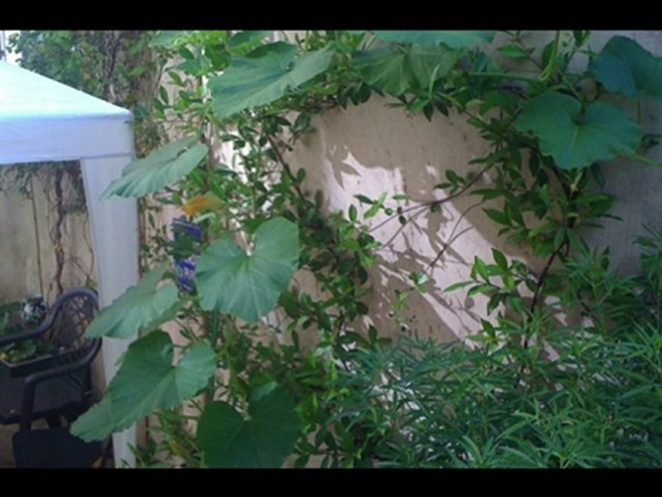 Le potager de la résidence — diaporama 2010