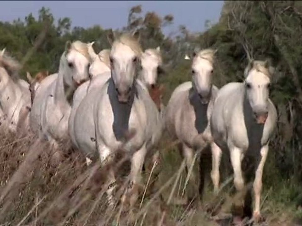 Camargue - En pleine nature - Partie 2