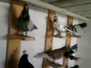 Rahmetli Bestami UÇMAZ'ın kuşları İSKENDERUN
