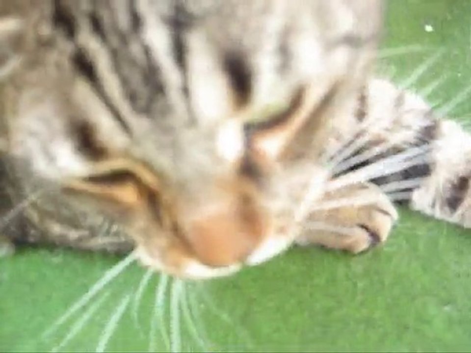 Katzengeschichten von Cherry und Luna