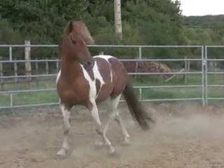 CALOU: petits tours en rond