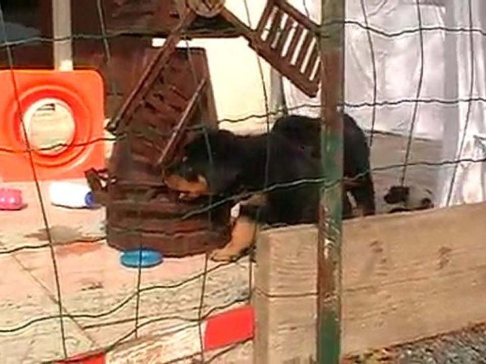 beaucerons 5 semaines ulka/urak