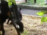 chiots beaucerons 5 semaines