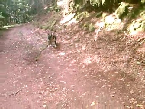 * * VARGAS DANS LA FORÊT DOMANIALE DE LEMBERG 1 * *