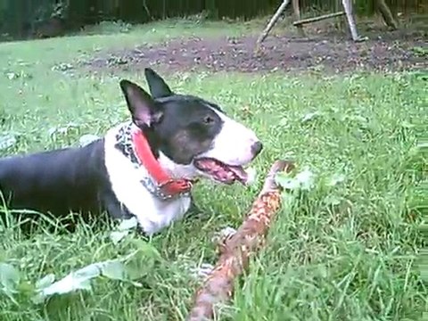 * * VARGAS DANS LA FORÊT DOMANIALE DE LEMBERG 2 * *