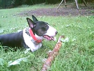 * *  VARGAS DANS LA FORÊT DOMANIALE DE LEMBERG 2  * *