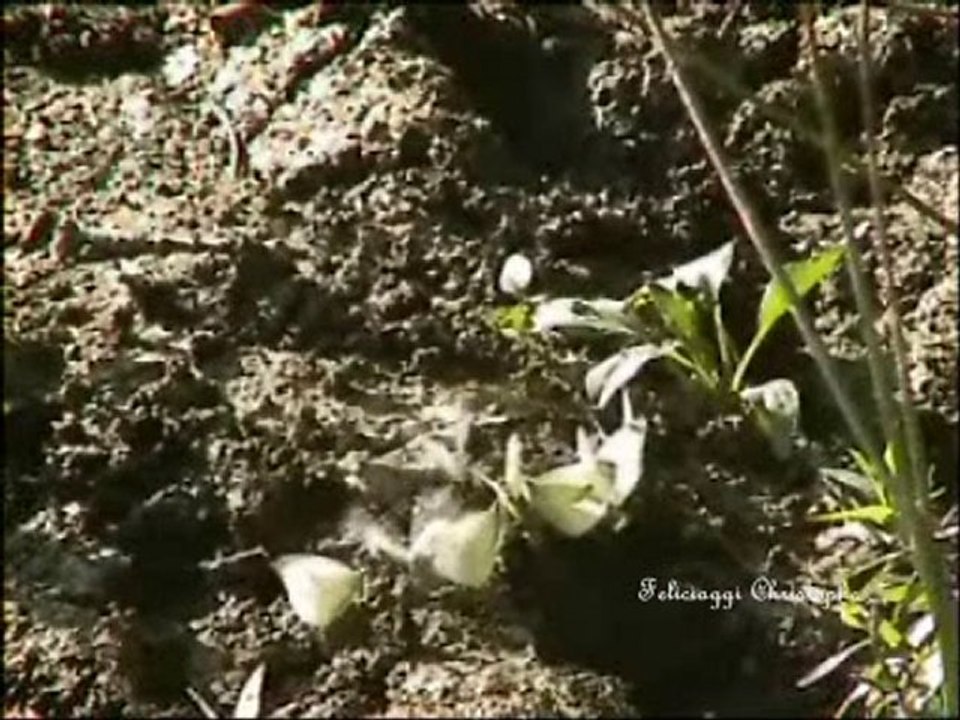 Chevreuils du canton de la Chartre sur Loir