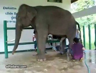 El peor trabajo (ASCO)