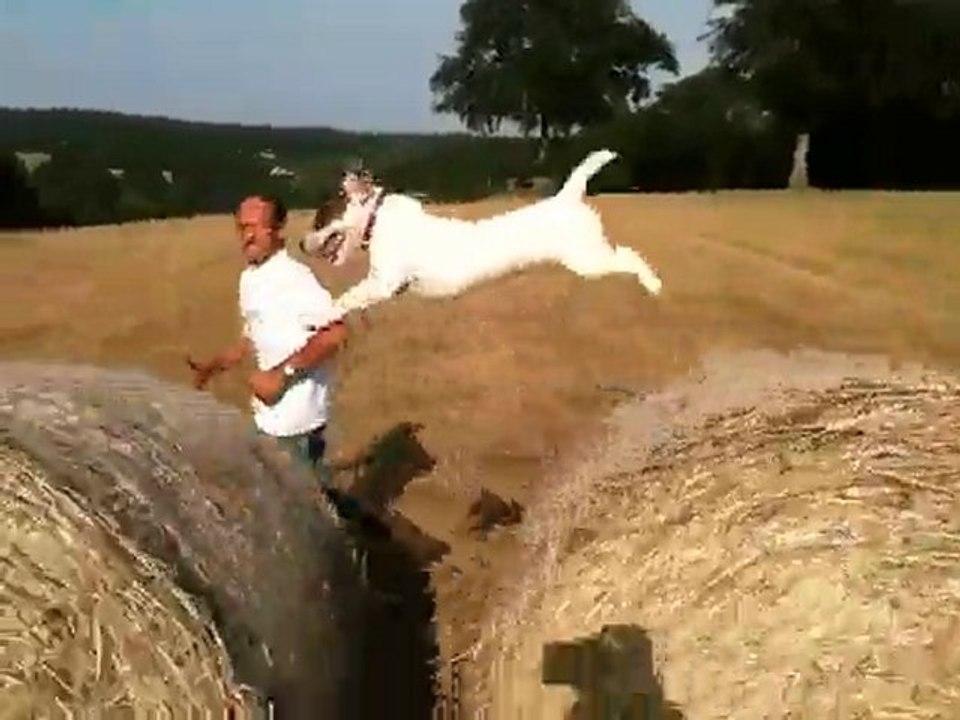 démonstration jack russel