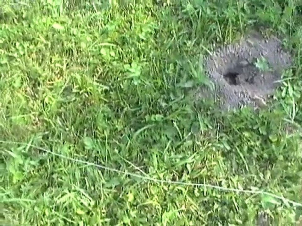 Elvi-Anzeigeverhalten-Konditionierung