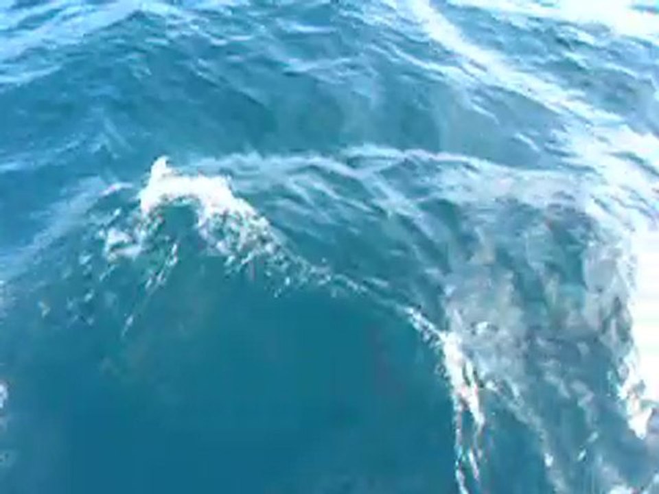 les dauphins de gibraltar