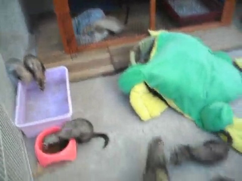 journée du 13 septembre 2010(asso furet 2eme chance)