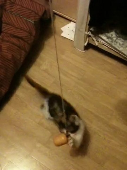 Mon chat