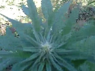 Cannabis guerilla grow  - Greenhouse seeds