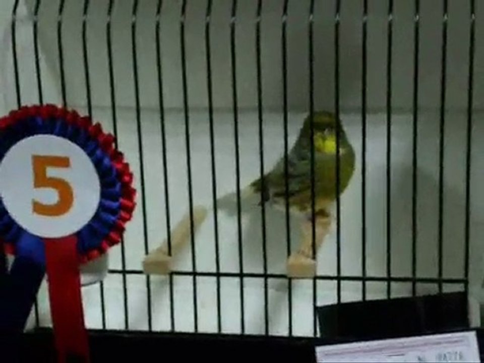 BALIKESİR | DÜZ RENK KABAK 5