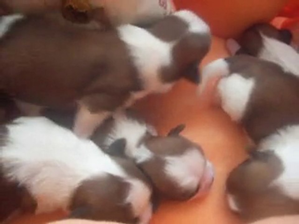 les bebes de california