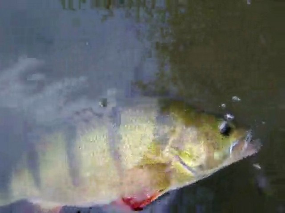 Remise à l'eau d'une perche de 45cm