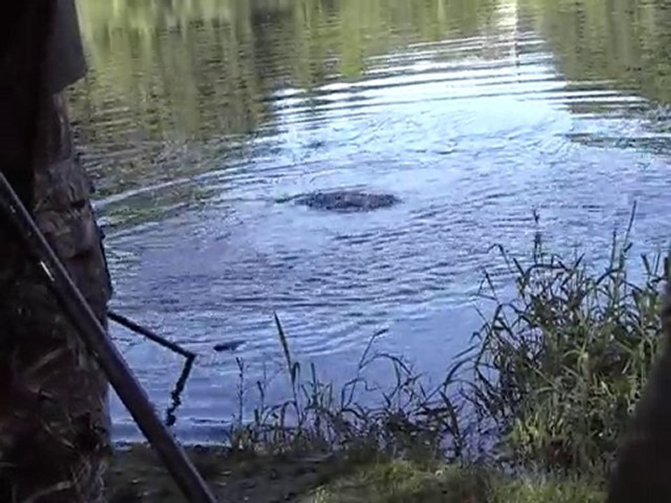 pêche de la carpe en rivière