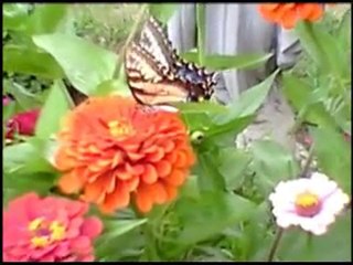 Variety #87: Bloomington Butterflies