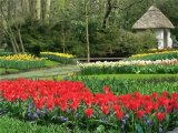 de keukenhof. Lisse. Nederland.