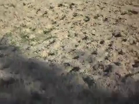 STAGE AVEC AU SOL ET D' Equitation avecCELINE LE 12 09 2010