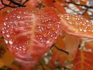 Summer Rain *Hayley WESTENRA