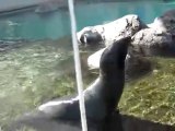 La foca che urla come un umano