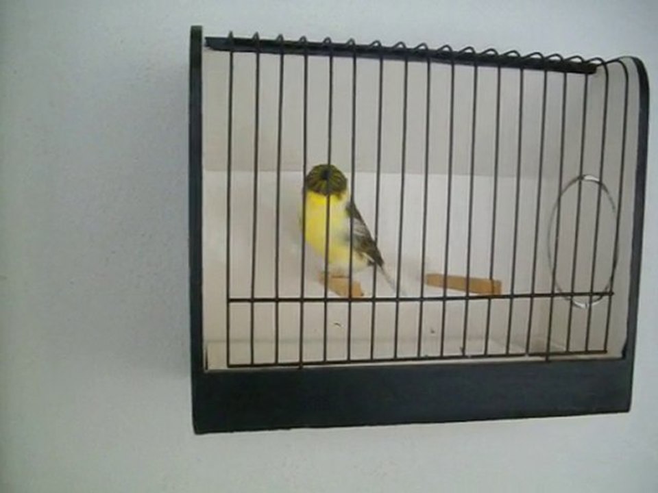 AHRAC TEPELi ERKEK | 2008