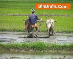 Bullocks ploughing the paddy field in Kanyakumari