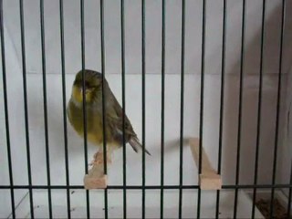 AHRAC KABAK ERKEK | 2009